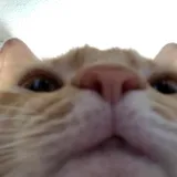 jevkray